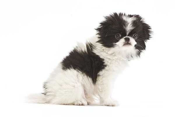 Dog - Japanese Chin  /  Spaniel - puppy in studio