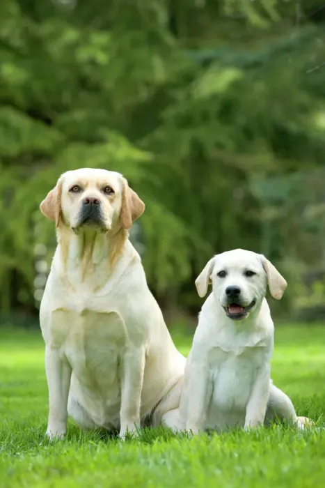 Framed Print : Labrador Dogs Print Framed Print : Labrador Dogs Print