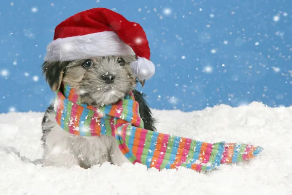 Dog. Lhasa Apso cross puppy wearing scarf and red Christmas Santa hat in snow