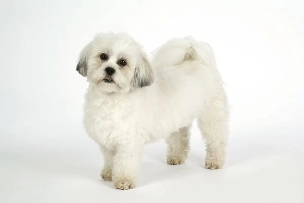 DOG - Lhasa Apso, in puppy cut, standing