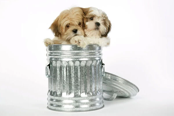 DOG - Lhasa Apso & Shih Tzu puppies in a dustbin