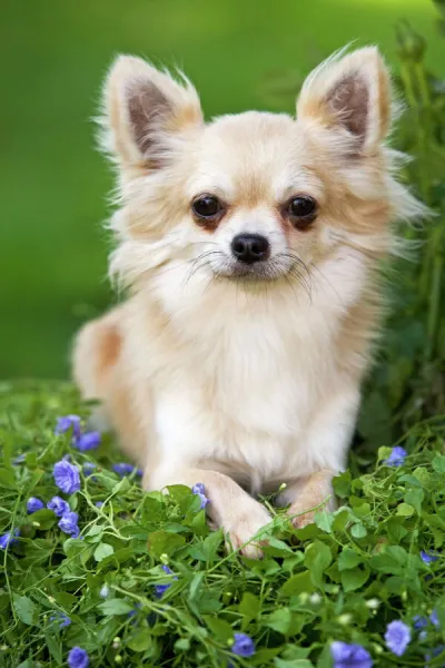 Dog - Long haired Chihuahua