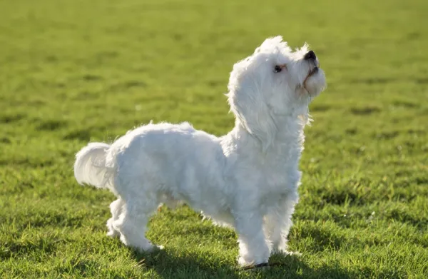 Dog - Maltese Terrier - Looking upwards