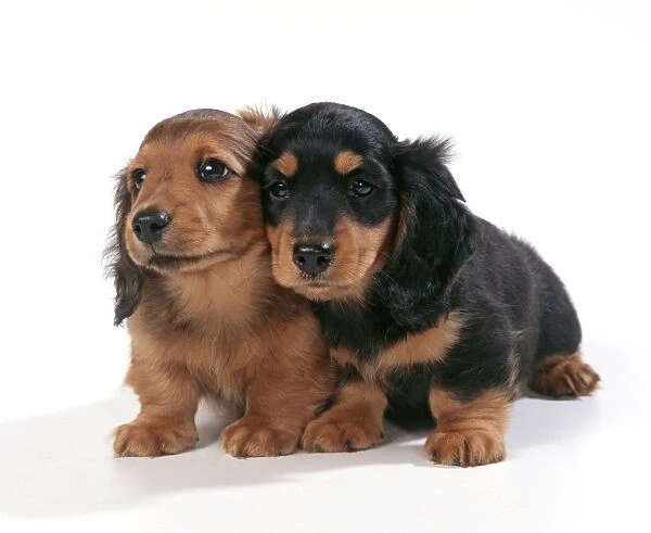 DOG Miniature Long-Haired Dachshund / Teckel Puppies X2 #5268797