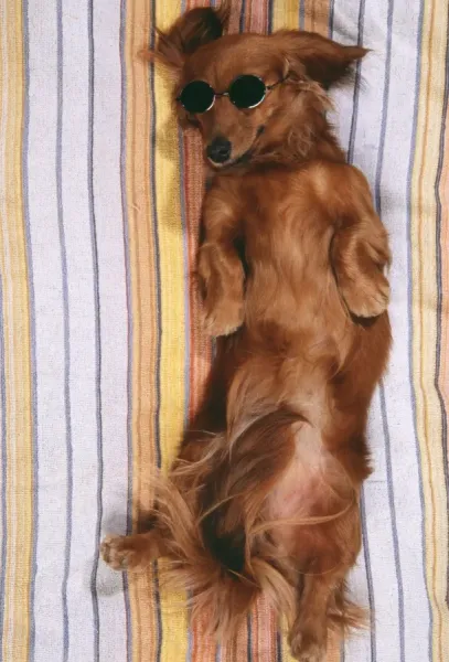 DOG - Miniature long-haired dachshund  /  Teckel - sunbathing, wi