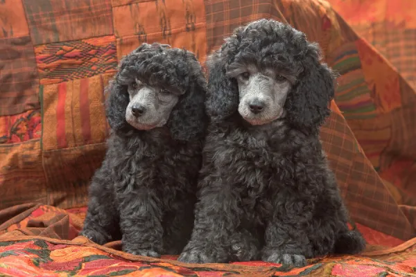 Dog - Miniature Poodles