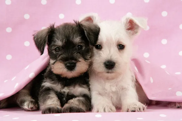 Dog. Miniature Schnauzer puppies (6 weeks old) on pink background Digital Manipulation: background colour