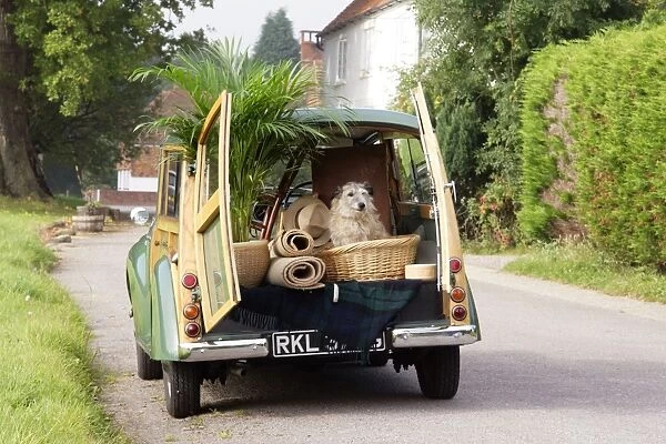 Dog - in back of Morris Minor Traveller 1969 during house move