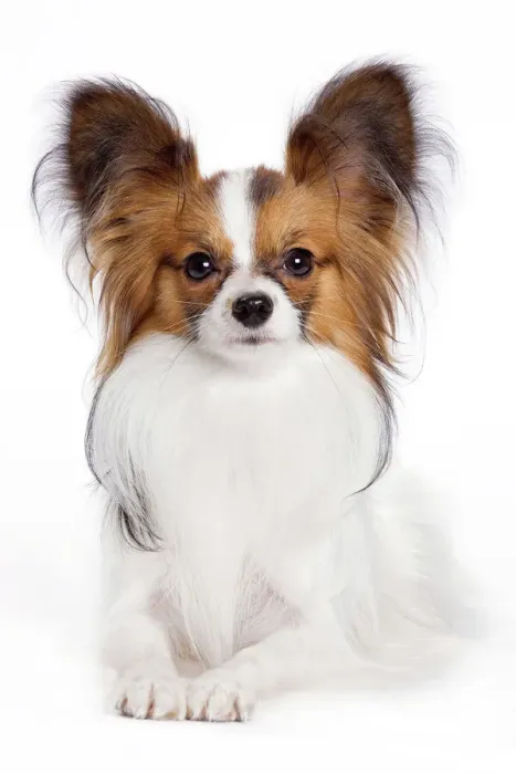 Framed Print : Papillon Dog Print Framed Print : Papillon Dog Print
