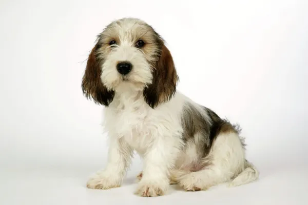 Petit basset deals vendeen griffon