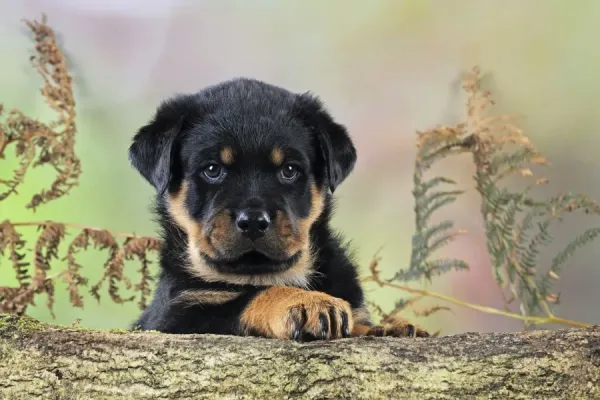 Rottweiler Puppy Looking Over Log Art Prints, Posters