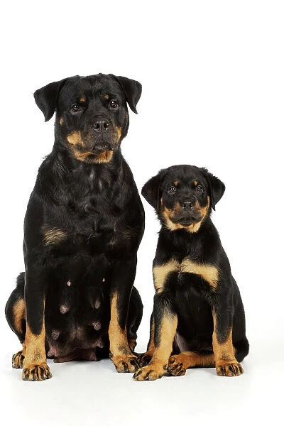 DOG. Rottweiler sitting next to rottweiler puppy