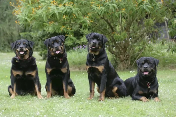Framed Print : Rottweilers Sitting Together Print Framed Print : Rottweilers Sitting Together Print
