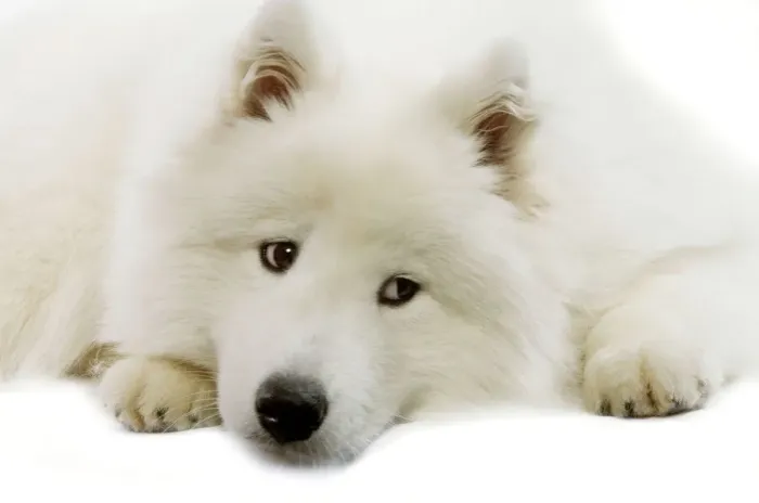 Framed Print : Samoyed Print Framed Print : Samoyed Print