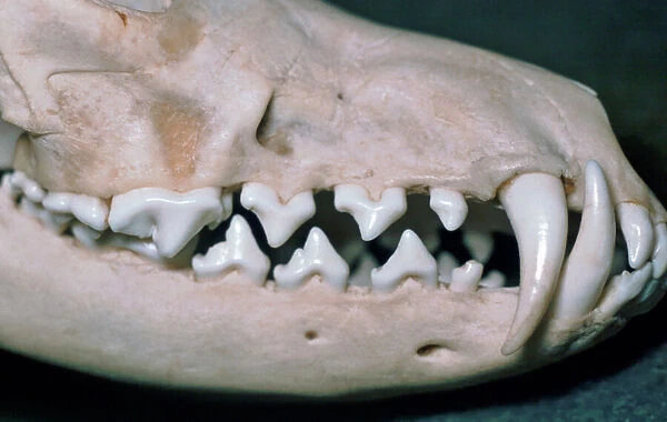 Dog skull showing large canines