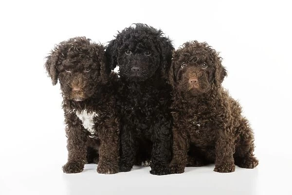 DOG. Spanish water dog puppies sitting together