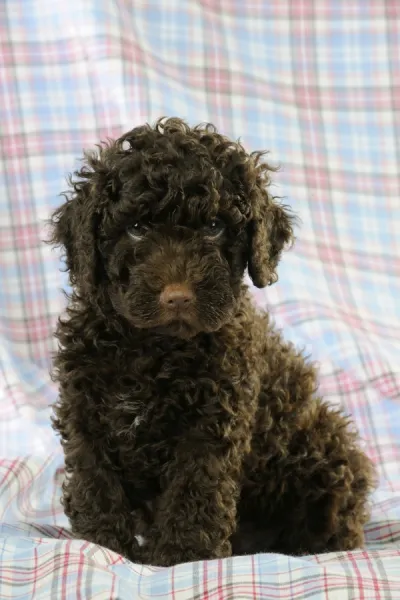 DOG. Spanish water dog puppy sitting on cloth