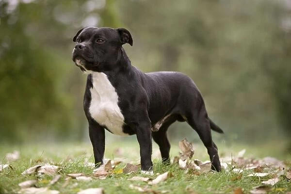 Dog - Staffordshire Bull Terrier