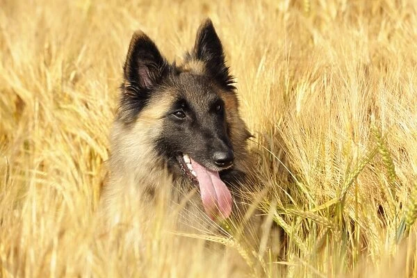 Dog. Tervuren Belgian Shepherd dog in field