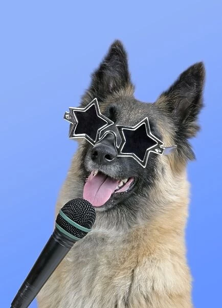 Dog - Tervuren with microphone & star shaped sunglasses MANIPULATION: Background colour changed