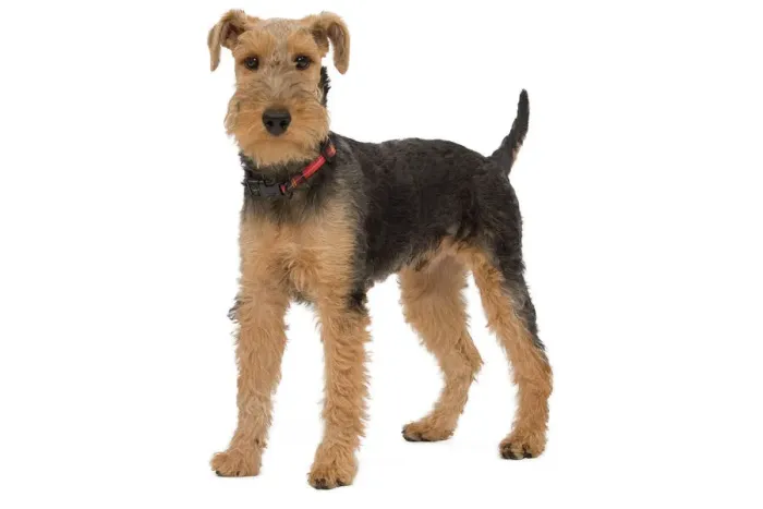 Framed Print : Welsh Terrier Studio Print LA-7455 Framed Print : Welsh Terrier Studio Print LA-7455