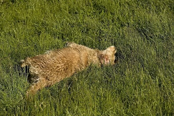 Dog - wet Golden Retriever rolling in grass