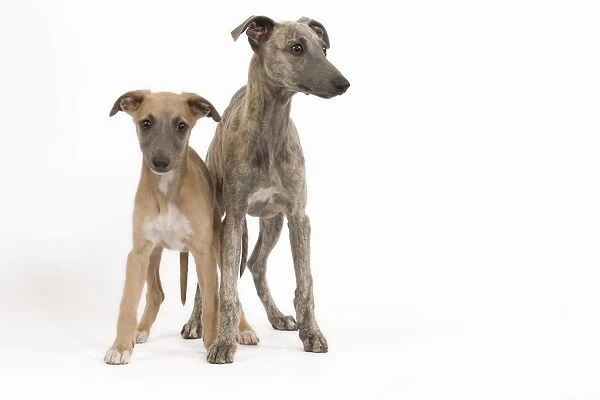 Dog - Whippet puppies in studio