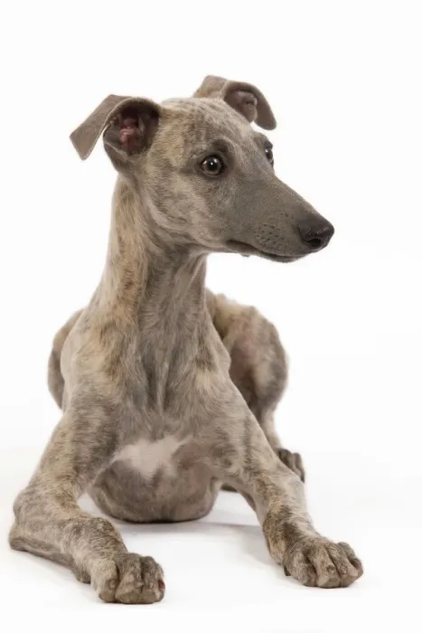 Framed Print : Whippet in Studio Print (LA-7809) Framed Print : Whippet in Studio Print (LA-7809)