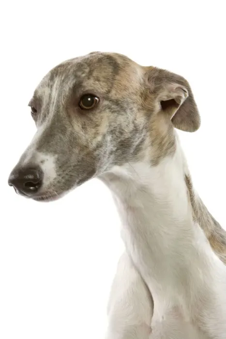 Framed Print : Ardea Wildlife Print - Whippet in Studio LA-6421 Framed Print : Ardea Wildlife Print - Whippet in Studio LA-6421