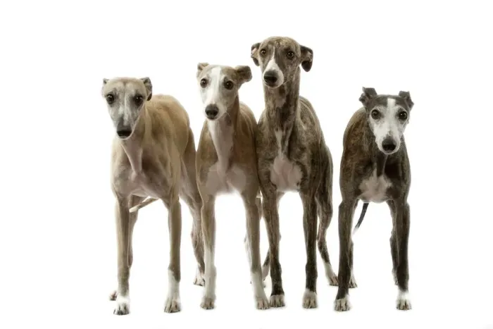 Framed Print : Dog - Wippets LA-7087 Print Framed Print : Dog - Wippets LA-7087 Print