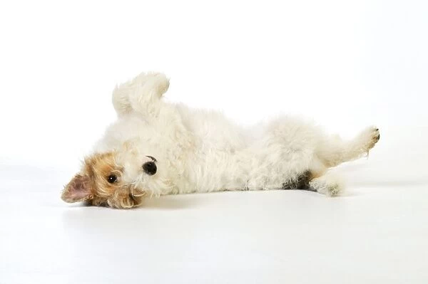 Dog. Wire Fox Terrier laying on back