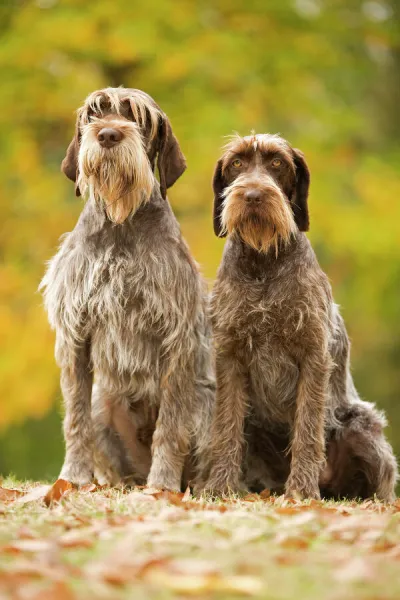 DOG - Wire-haired Pointing Griffon  /  Korthals Griffon