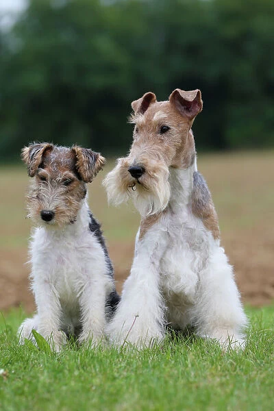 Dog Wire-haired / Wirehaired Fox Terrier puppies Date #11155160