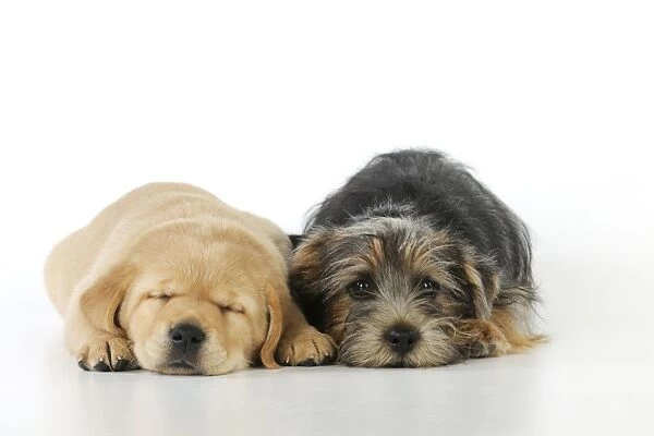 DOG. Yellow labrador puppy laying next to norfolk terrier puppy