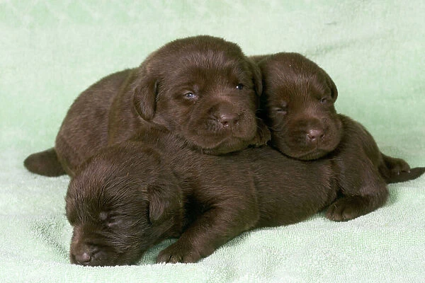 Dogs - Chocolate Labrador - Puppies lying down together