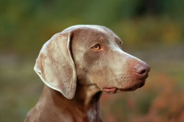 Framed Print : Weimaraner Dog Print Framed Print : Weimaraner Dog Print