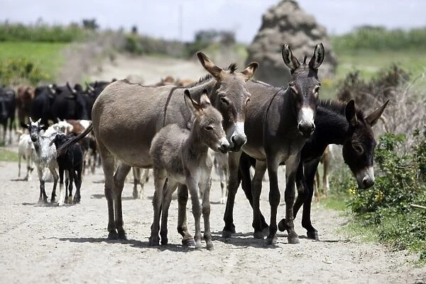 Donkeys with foal. Arsi Region - Ethiopia