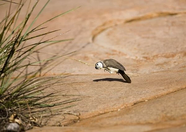 Double-barred Finch eating Spinifex, Triodia sp. seeds This is the black rumped subspecies found in the Kimberley, northern Northern Territory and just into Queensland. Inhabits grassy woodlands and scrublands within reach of water