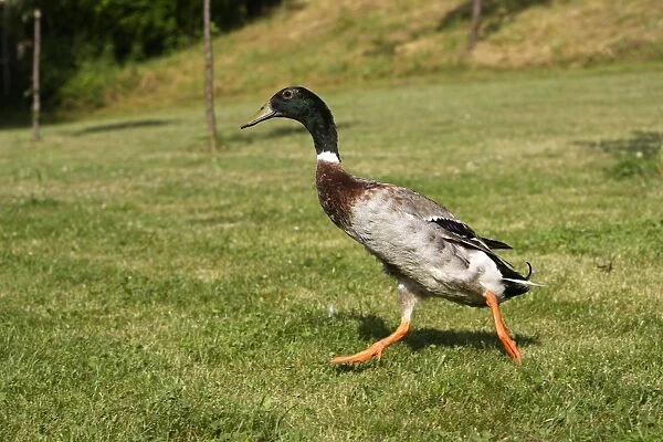 Duck hybrid mallard & Indian Runner