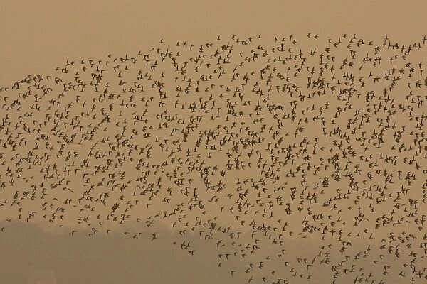 Dunlin - in flight - A large flock of dunlin stream past over the Exe estuary at sundown, Topsham, Devon, UK