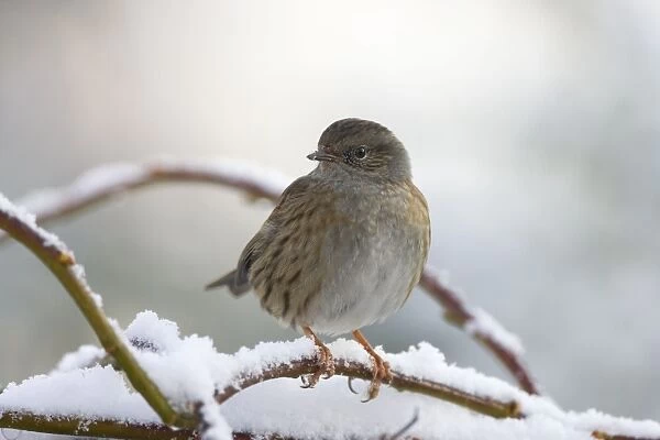 Dunnock In frost and snow. Cleveland, UK