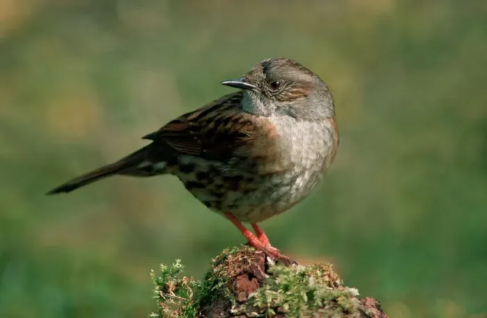 Framed Print : Dunnock Print (Prunella modularis) ME-1384 Framed Print : Dunnock Print (Prunella modularis) ME-1384