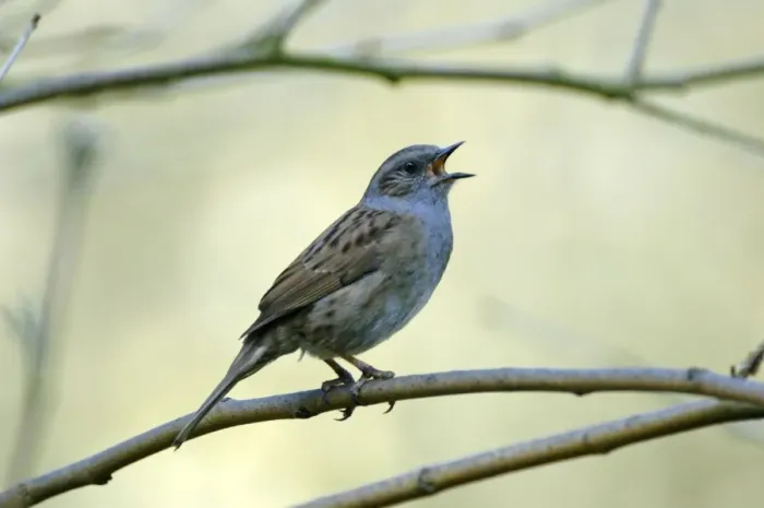 Framed Print : Dunnock Singing from Tree Print, Prunella modularis Framed Print : Dunnock Singing from Tree Print, Prunella modularis