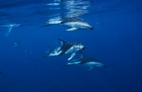 Dusky dolphin (Lagenorhynchus obscurus) under water. Kaikoura, South Island, New Zealand