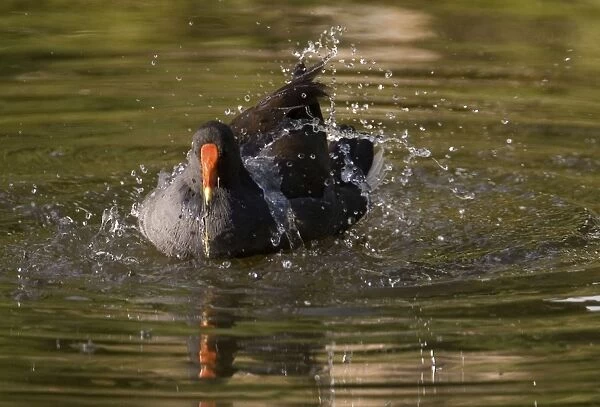 Dusky Moorhen bathing At a small lake at Karrinyup Waters. Found in a wide variety of wetlands in the south east and south west of Australia