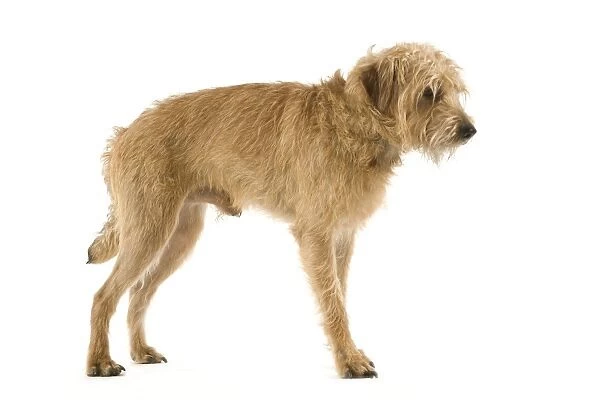 Dutch Smoushond Dog