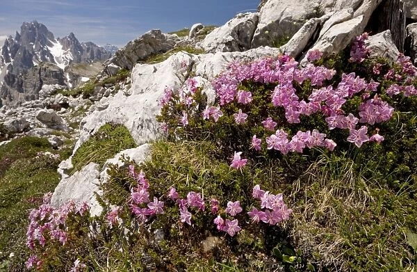 Dwarf Alpenrose - on the Tre Cime de Lavaredo, Dolomites, Italy