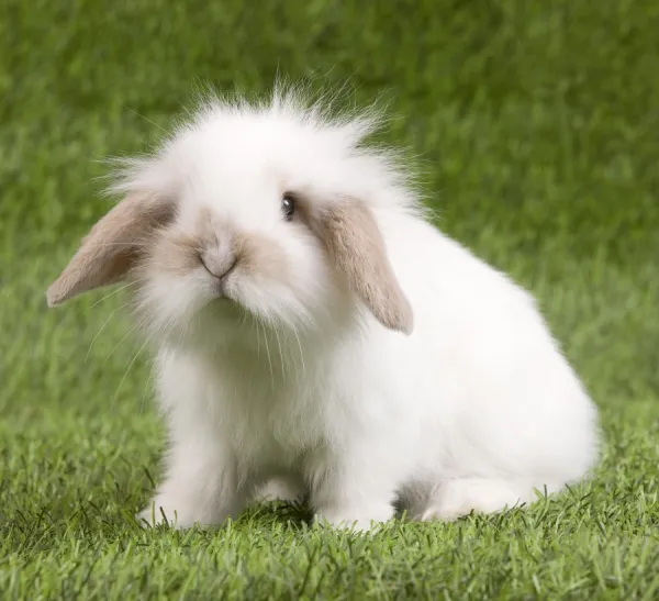 Prints of Dwarf Lop Rabbit