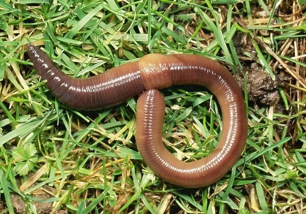 Earthworm Crawling over grass, UK