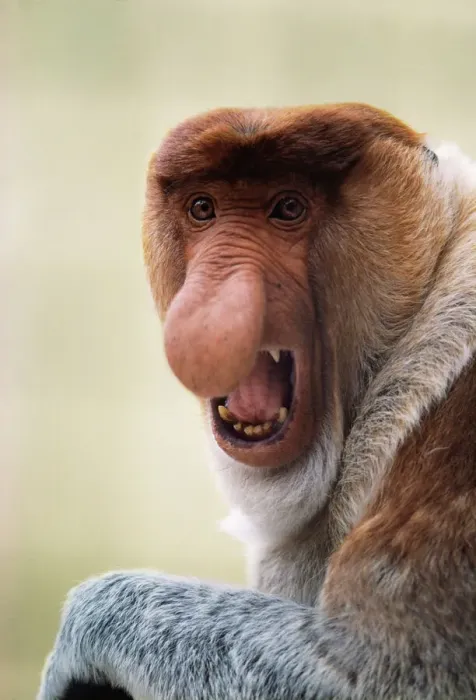 Framed Print : East Bornean Proboscis Monkey Print Framed Print : East Bornean Proboscis Monkey Print